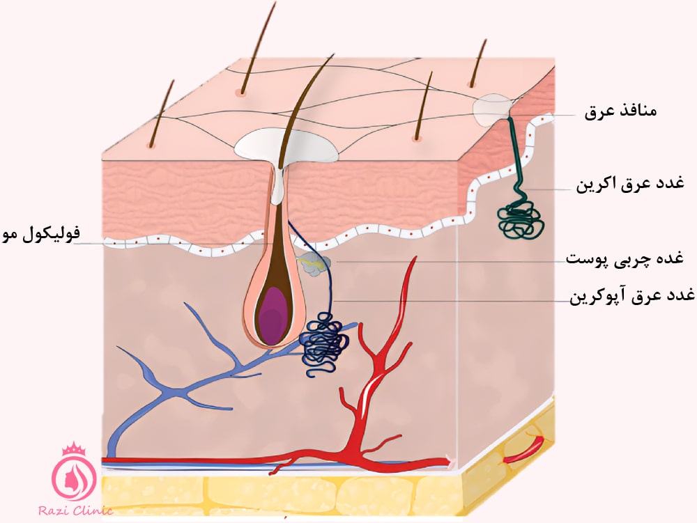 بوتاکس کف دست چگونه باعث کنترل تعریق می‌شود؟